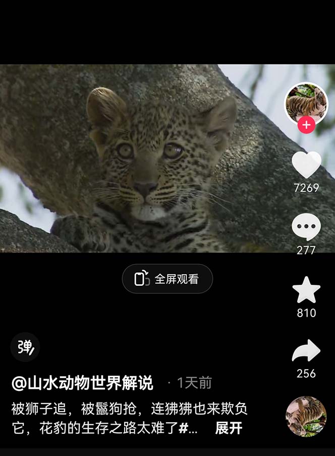 外面卖1699的国外纪录片解说（动物解说、美食、动画片）稳过中视频-尤课网创